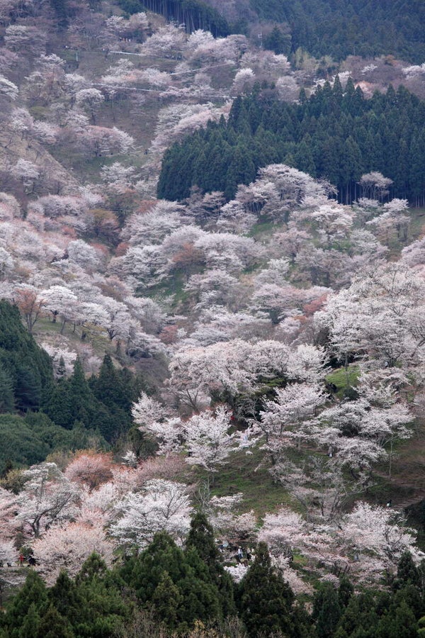 【静岡県内発】 春の清水寺ライトアップ・嵐山と吉野千本桜 2日間1